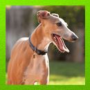 Italian Greyhound APK