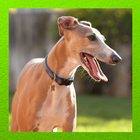Italian Greyhound 아이콘