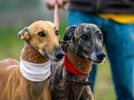 Italian Greyhound 스크린샷 1