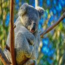 APK Imagenes de Koalas