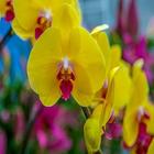 Imagenes de Orquídeas 아이콘
