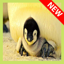 Imagenes de Pinguinos APK