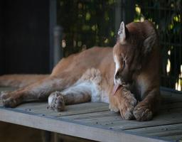 Imagenes de Pumas penulis hantaran
