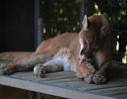 پوستر Imagenes de Pumas