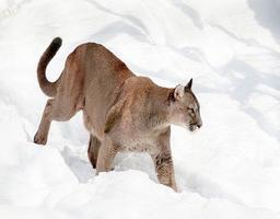 Imagenes de Pumas syot layar 1