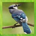 Jay Bird pictures