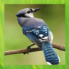 Jay Bird pictures Zeichen