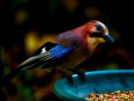 Jay Bird pictures Plakat