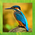 kingfisher pictures