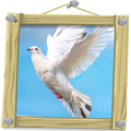 Palomas Blancas