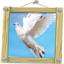 Palomas Blancas APK