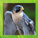 Peregrine Falcon image gallery aplikacja