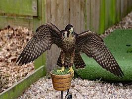 Peregrine Falcon скриншот 3