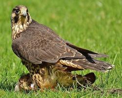 Peregrine Falcon Affiche