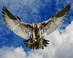 Peregrine Falcon স্ক্রিনশট 1