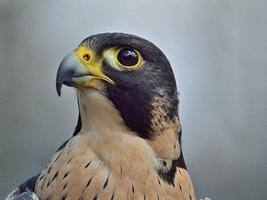 برنامه‌نما Peregrine Falcon عکس از صفحه