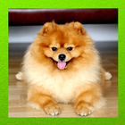 Pomeranian Dog أيقونة