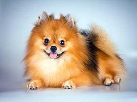 Pomeranian Dog الملصق
