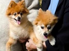 Pomeranian Dog تصوير الشاشة 1