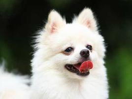 Pomeranian Dog تصوير الشاشة 2
