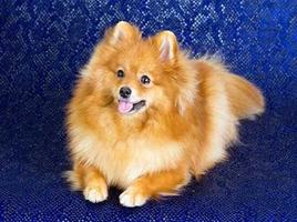 Pomeranian Dog تصوير الشاشة 3