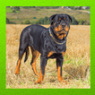 Rottweiler Dog