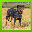 Rottweiler Dog aplikacja