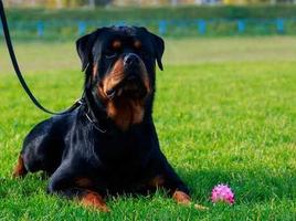 Rottweiler Dog captura de pantalla 1