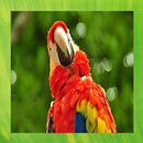 Scarlet Macaw Pictures APK