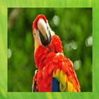 Scarlet Macaw Pictures icono