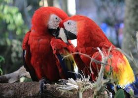 Scarlet Macaw Pictures captura de pantalla 3