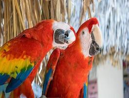 Scarlet Macaw Pictures Poster