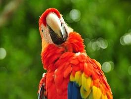 Scarlet Macaw Pictures captura de pantalla 1