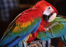 Scarlet Macaw Pictures captura de pantalla 2