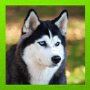 Siberian Husky APK