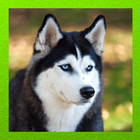 Siberian Husky আইকন