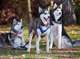 Siberian Husky পোস্টার