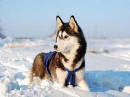 Siberian Husky স্ক্রিনশট 1