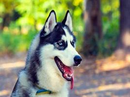 Siberian Husky স্ক্রিনশট 2