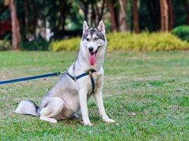Siberian Husky স্ক্রিনশট 3