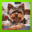 Teacup Yorkie