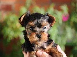 Teacup Yorkie Affiche