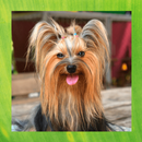 Yorkshire Terrier Pictures aplikacja