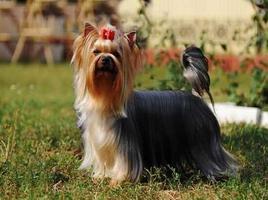 Yorkshire Terrier capture d'écran 2