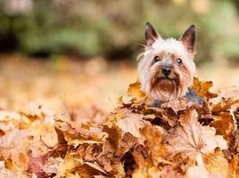 Yorkshire Terrier capture d'écran 3