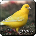 Kicau Burung Kenari MP3