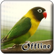 Masteran Lovebird Kusumo Offli