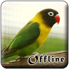 Masteran Lovebird Kusumo Offli ícone