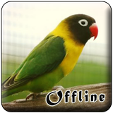 Masteran Lovebird Kusumo Offli ícone