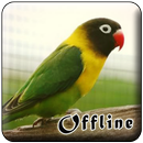 Masteran Lovebird Kusumo Offli APK